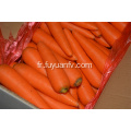 Prix ​​usine de carottes fraîches de bonne qualité